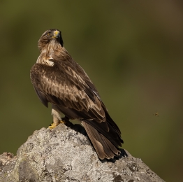Roofvogels in Extremadura