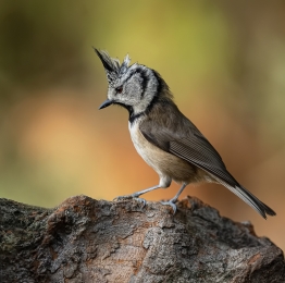 Een mooie vogelhutdag